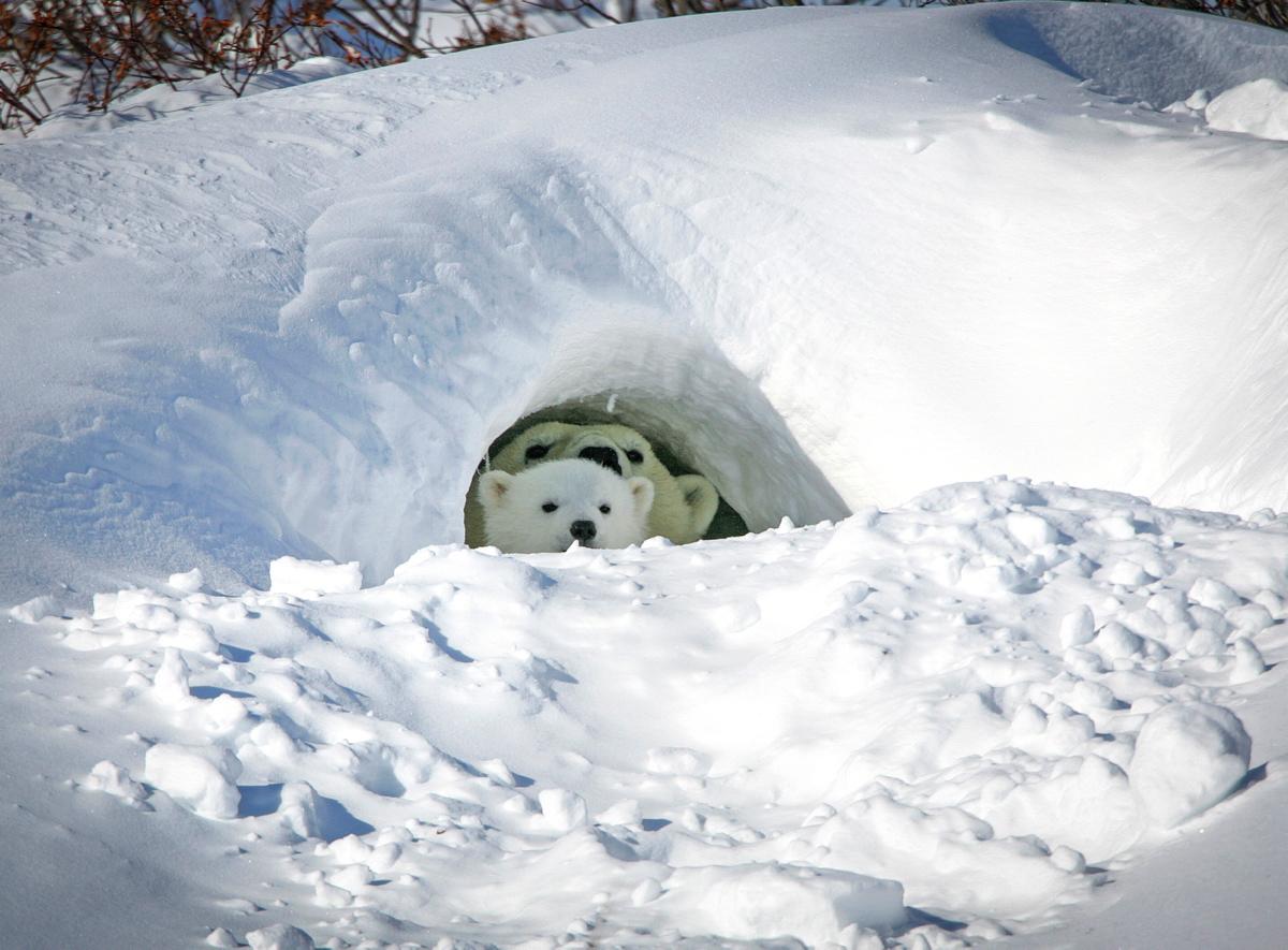 A den for bears in hibernation / torpor, or a human-made camping cave ...